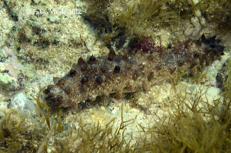 Holothuria impatiens da Porto Cesareo - 2
